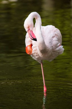 Pembe Flamingo, Phoenicopterus ruber çevresi