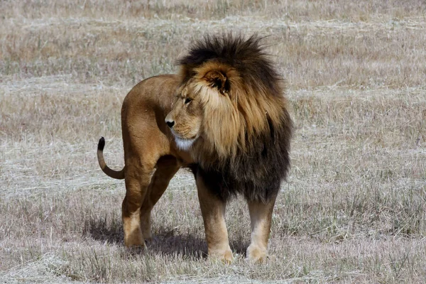 Leão Panthera Leo Savana — Fotografia de Stock