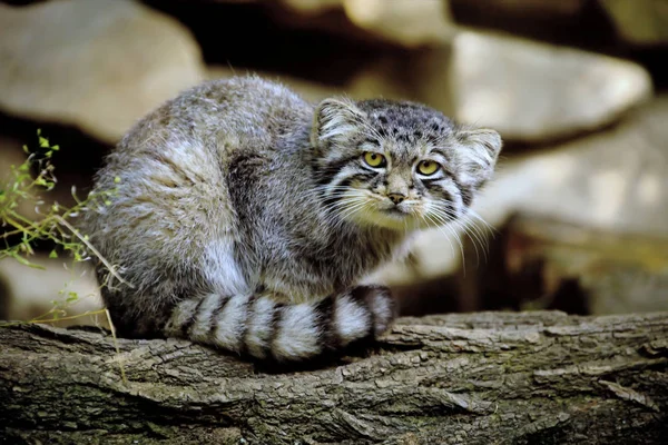 nice pictures of wild Pallas cat one years old