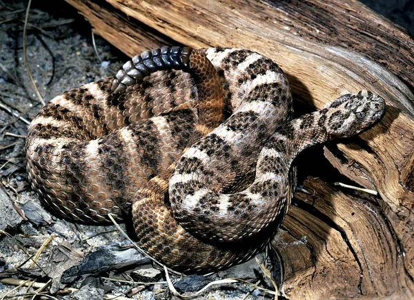 Serpent Sonnette Tigre Est Petit Serpent Poison Avec Très Gros — Photo