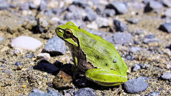 緑木のカエル アマガエル アルボレーア キプロス — ストック写真