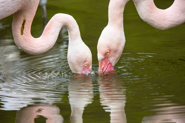 Pembe Flamingo Phoenicopterus Ruber Çevresi — Stok fotoğraf