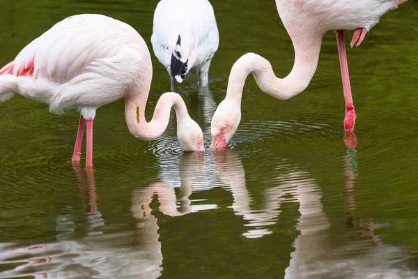 Rosy Flamingo, Phoenicopterus ruber roseus,
