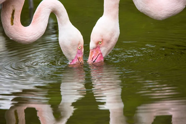 Rosy Flamingo, Phoenicopterus ruber roseus,