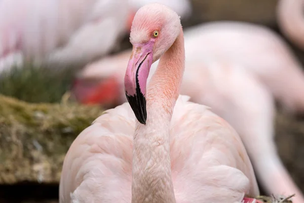 Flamant Rose Phoenicopterus Ruber Roseus Moment Nidification — Photo