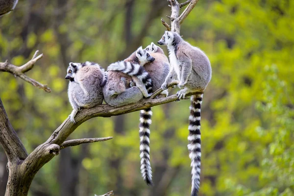 Lemur Catta Ring Tailed Lemur Odpoczynku Promieniach Słońca Rano — Zdjęcie stockowe