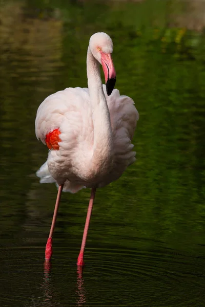 Rosafarbener Flamingo Phoenicopterus Ruber Roseus — Stockfoto