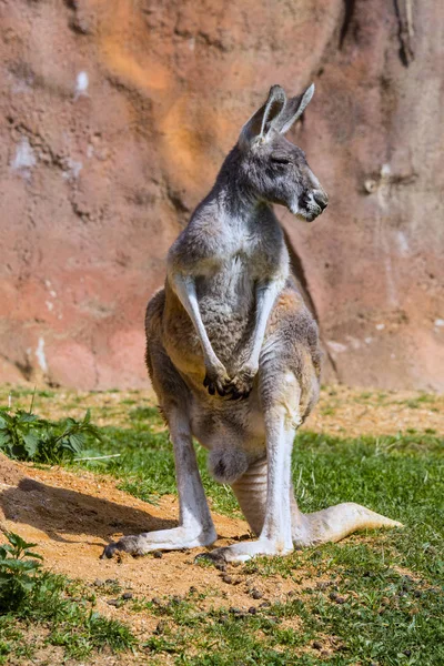 Das Männliche Rote Känguru Megaleia Rufa — Stockfoto