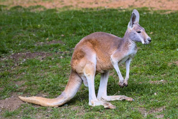 Erkek Kırmızı Kanguru Megaleia Rufa — Stok fotoğraf