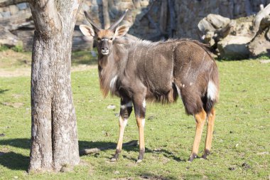 Genç erkek ova nyala, yayılım gösterir: angasii
