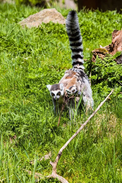 Lemur Catta Ring Tailed Lemur Sunning Morgonsolen — Stockfoto