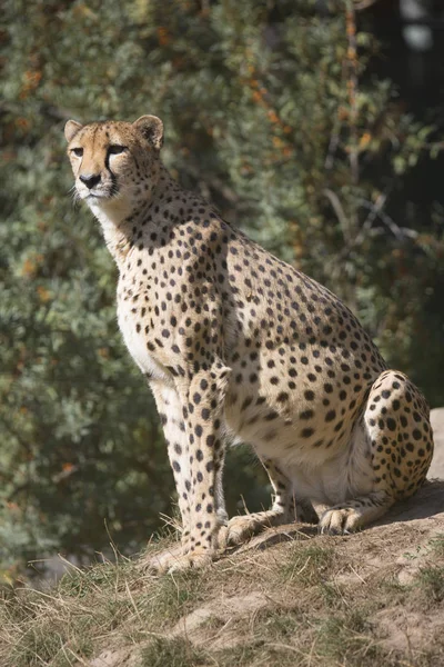 Cheetah Acinonyx Jubatus Assistindo Nas Proximidades — Fotografia de Stock