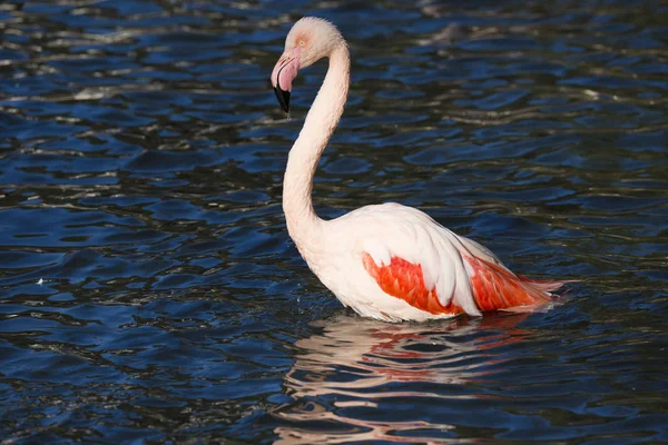 Roze Flamingo Phoenicopterus Ruber Roseus Tijdens Het Zwemmen — Stockfoto