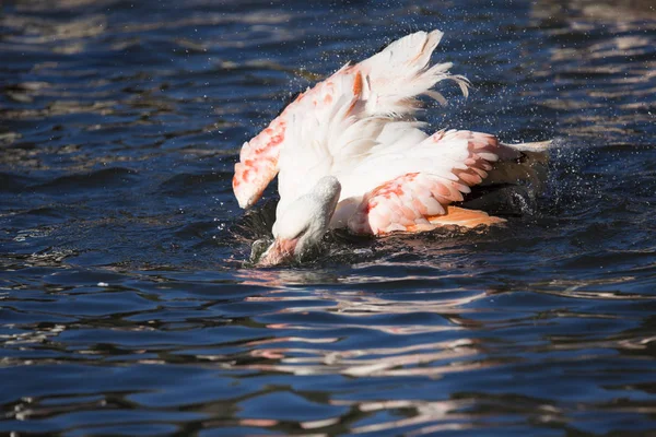 Rosafarbener Flamingo Phoenicopterus Ruber Roseus Beim Baden — Stockfoto