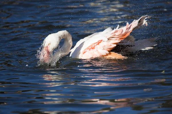 Roze Flamingo Phoenicopterus Ruber Roseus Tijdens Het Zwemmen — Stockfoto