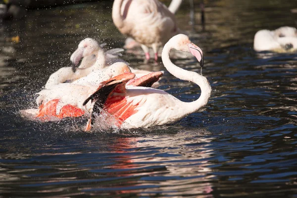 Rosy Flamingo Phoenicopterus Ruber Roseus Bañarse — Foto de Stock