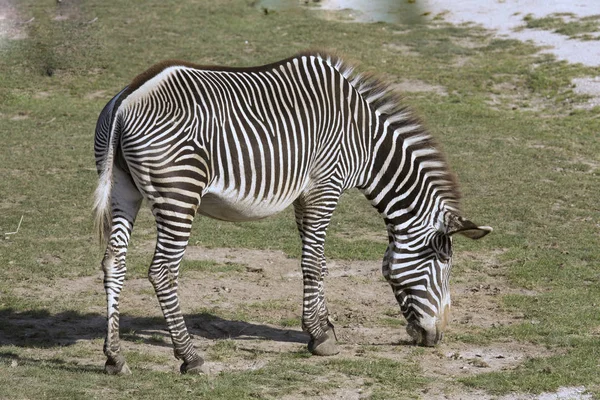 Pasto Zebra Grervy Equus Grevyi — Fotografia de Stock