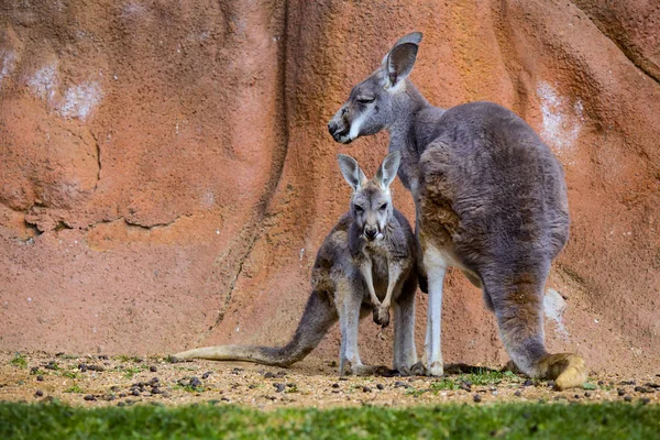 Weibchen Mit Jungen Roten Kängurus Megaleia Rufa — Stockfoto