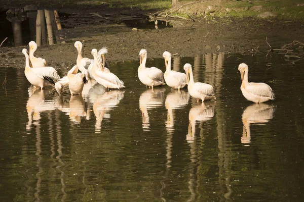 Group Pelicans Morning Sun — Stock Photo, Image