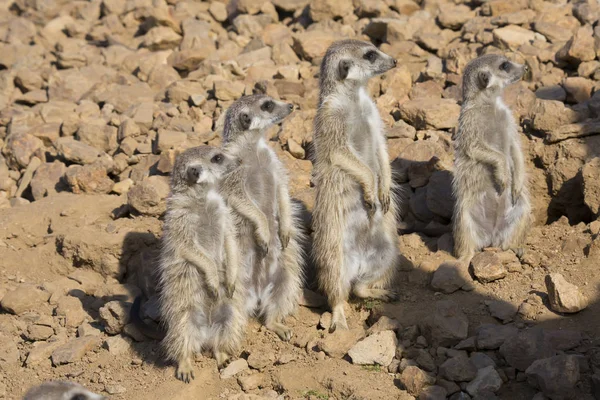 Grupo Meerkat Suricata Suricatta Observando Arredores — Fotografia de Stock