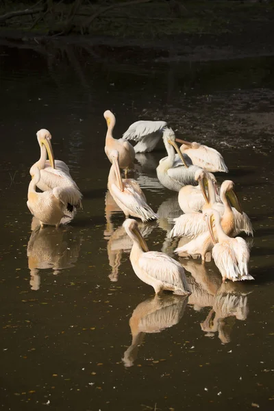 Group Pelicans Morning Sun — Stock Photo, Image