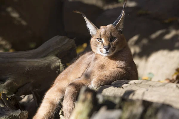 Caracal Caracal Caracal Resting Autumn Sunshine — Stock Photo, Image