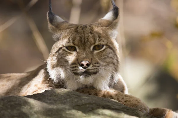 Στηργμένος Σκανδιναβική Λυγξ Lynx Lynx Κατά Φθινοπωρινή Λιακάδα — Φωτογραφία Αρχείου