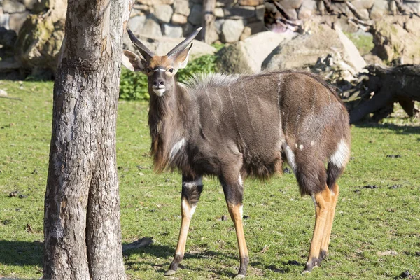 Joven Macho Lowland Nyala Tragelaphus Angasii — Foto de Stock