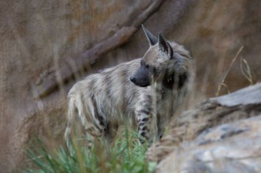 Çizgili Hyaena, Hyaena Hyaena, yakın izlerken