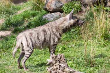Çizgili Hyaena, Hyaena Hyaena, yakın izlerken
