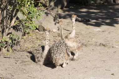 Piliçler devekuşu, Struthio camelus