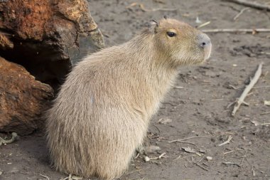 Capibara, Hydrochoerus hydrochaeris, en büyük kemirgen