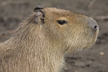 portre Capibara, Hydrochoerus hydrochaeris, en büyük kemirgen