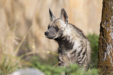 Çizgili Hyaena, Hyaena Hyaena, yakın izlerken