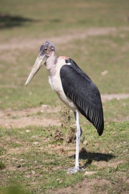 Akbaba büyük emir subayı, Leptoptilos crumeniferus