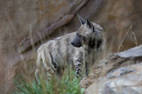 Striped Hyaena Hyaena Hyaena Watching Nearby — Stock Photo, Image