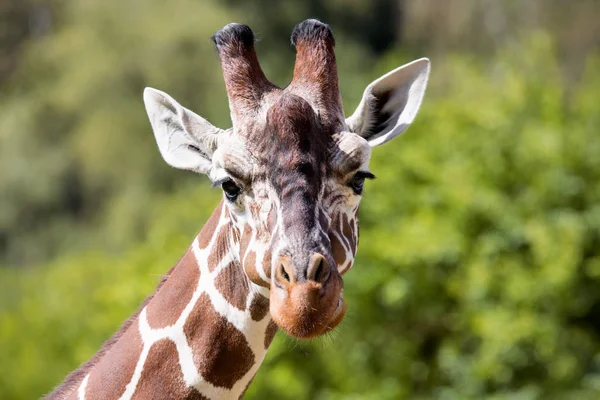 Portréja Egy Zsiráf Giraffa Zsiráf — Stock Fotó