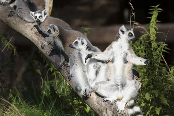 Lemur Catta Ring Tailed Lemur Odpoczynku Promieniach Słońca Rano — Zdjęcie stockowe