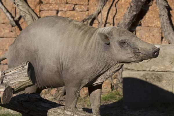 Seltene Buru Babirusa Babyrousa Babyrussa — Stockfoto