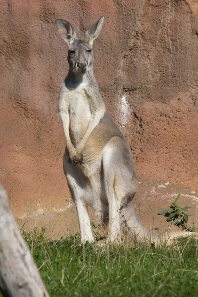 Junges Männliches Rotes Känguru Megaleia Rufa — Stockfoto