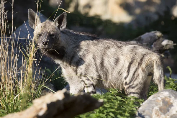 Çizgili Hyaena Hyaena Hyaena Yakın Izlerken — Stok fotoğraf