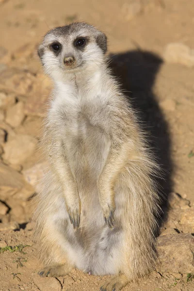 Erdmännchen Suricata Suricatta Beobachtung Der Umgebung — Stockfoto