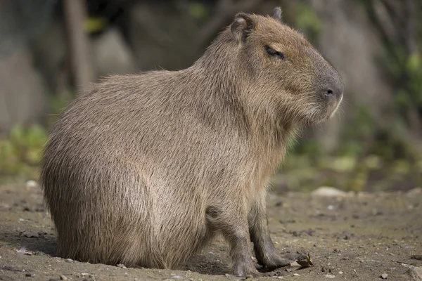 Kapibara Hydrochoerus Hydrochaeris Największy Gryzoń — Zdjęcie stockowe