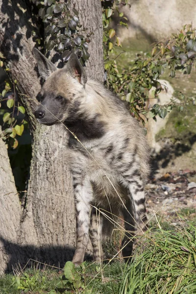 Gestreifte Hyänen Hyänen Hyänen Die Der Nähe Beobachten — Stockfoto