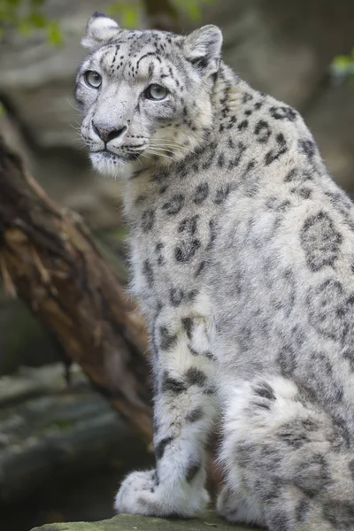 Macho Leopardo Nieve Uncia Uncia — Foto de Stock