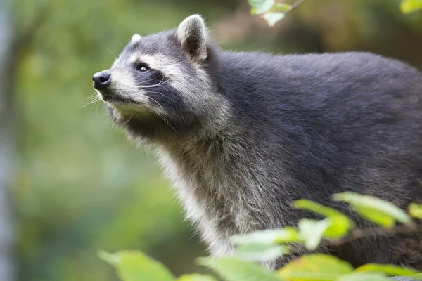 American Raccoon Procyon Lotor Tree — Stock Photo, Image