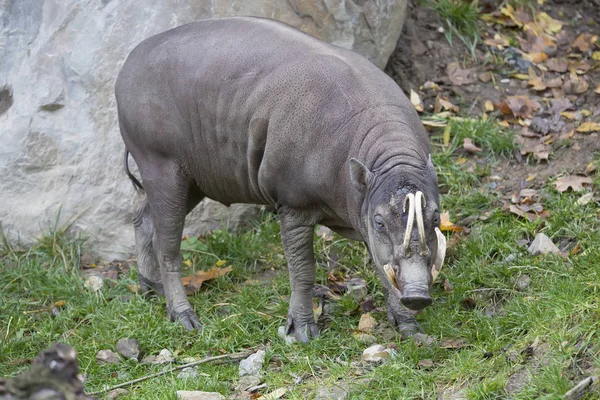 Male Buru Bairusa Babyrousa Babyrussa — Stock Photo, Image