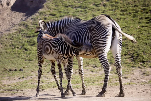 Mare Nın Bebek Grevy Zebra Equus Grevyi Ile — Stok fotoğraf
