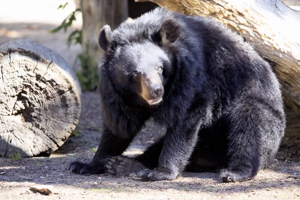 Urso Negro Asiático Ursus Thibetanus Zoológico Wroclasv Polônia — Fotografia de Stock