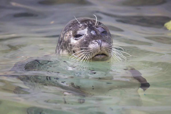 Common Seal Phoca Vitulina Water Watching Nearby Stock Image